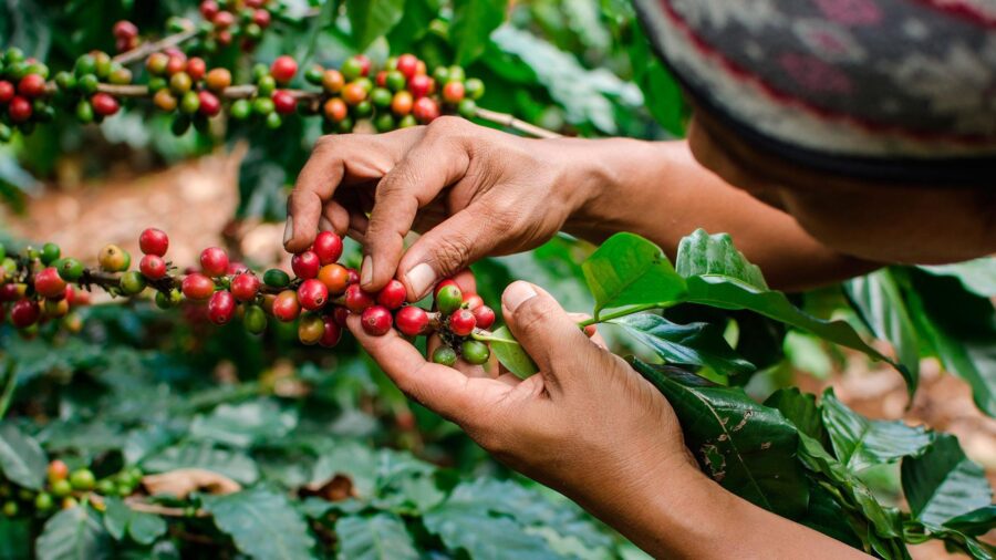 Selección del mes: las duplas de café de septiembre